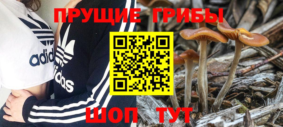 Псилоцибиновые грибы Psilocybe Нижний Тагил